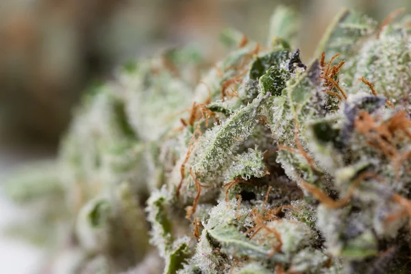 Marijuana macro — Stock Photo, Image