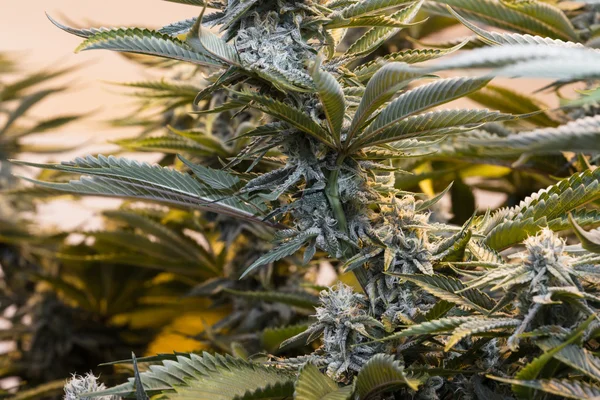 Planta de marihuana — Foto de Stock