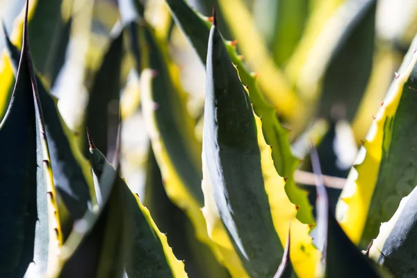 Agave lophantha — Fotografia de Stock