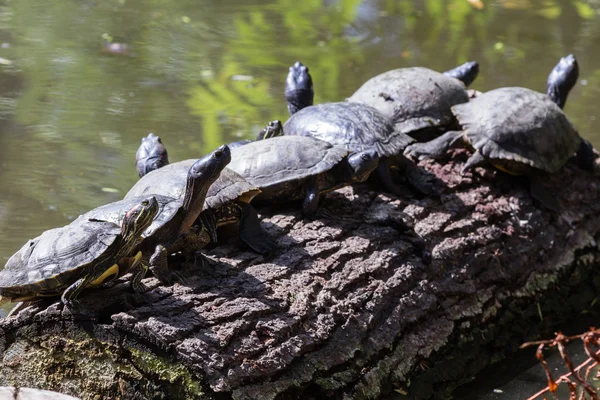 Черепахи на бревне — стоковое фото