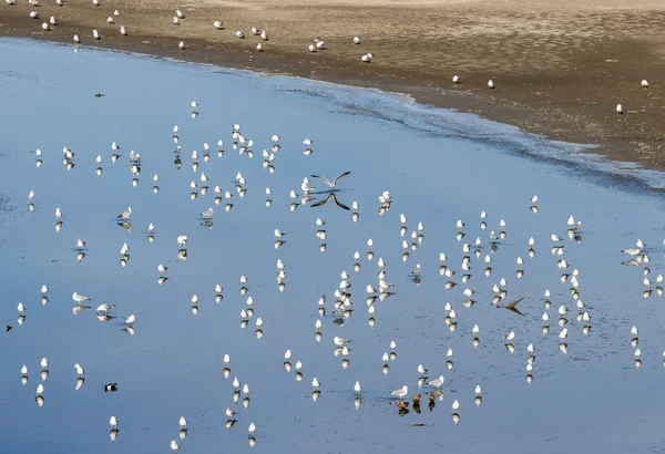 Gabbiani al mare di Salton — Foto Stock