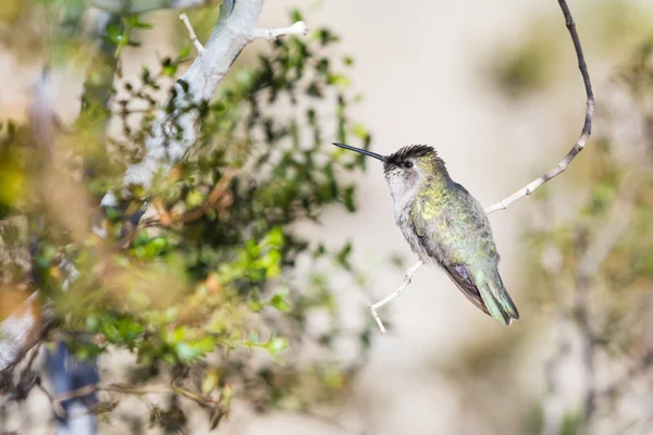 Hummingbird de Anna fêmea — Fotografia de Stock