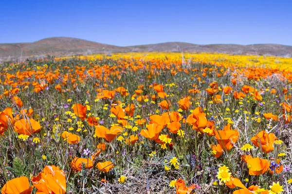 California Poppies -Eschscholzia californica — Stock fotografie