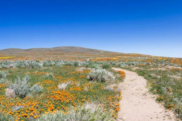 California Poppies-Eschscholzia californica — Foto de Stock
