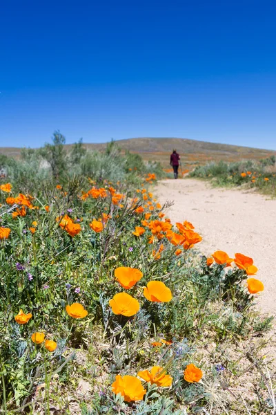 California Poppies-Eschscholzia californica — стоковое фото