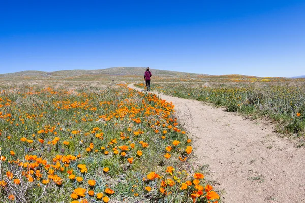 California haşhaş - Eschscholzia californica — Stok fotoğraf