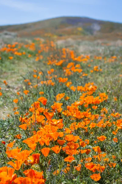 California Poppies -Eschscholzia californica — Stock fotografie