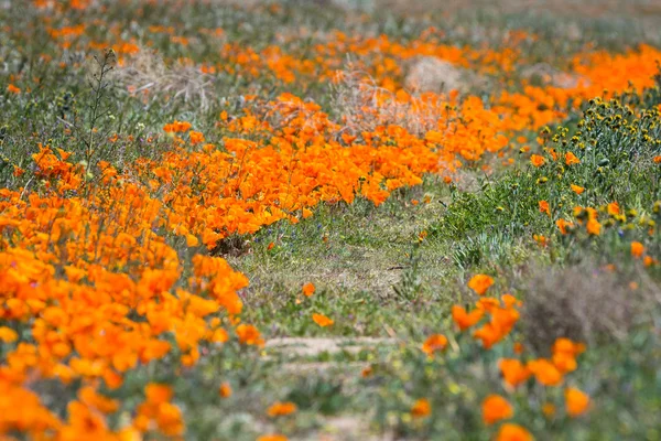California Poppies -Eschscholzia californica — Stock fotografie