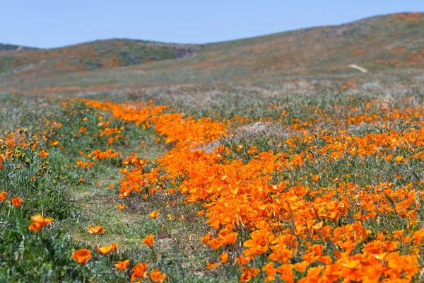 California Papaveri-Eschscholzia californica — Foto Stock