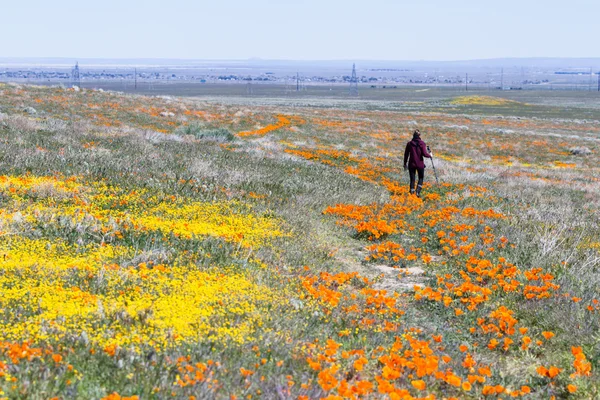 California Poppies -Eschscholzia californica — Stock Photo, Image