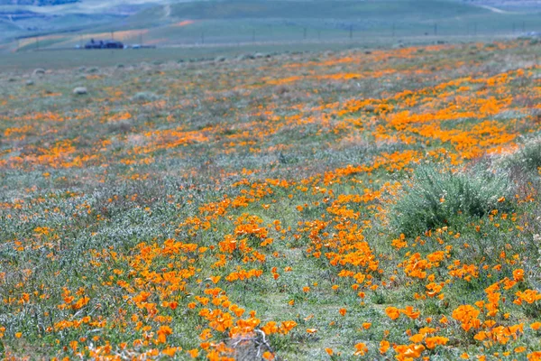 California Poppies -Eschscholzia californica — Stock Photo, Image