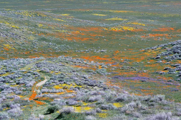 California Poppies -Eschscholzia californica — Stock fotografie