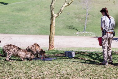 Çita - acinonyx jubatus