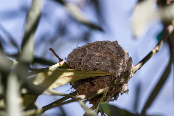 벌 새 둥지 — 스톡 사진