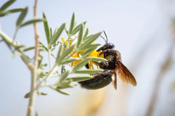 Bienenmakro — Stockfoto