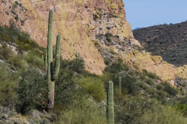 saguaro kaktüsü