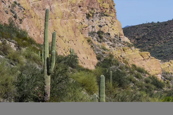 Saguaro Cactus — Stockfoto