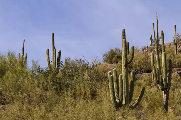 Kaktus Saguaroベンケイ サボテン — ストック写真