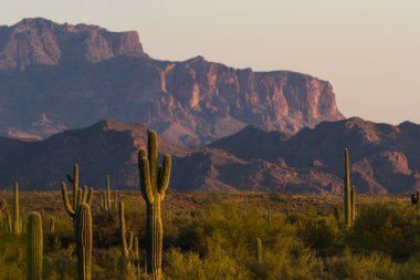 saguaro kaktüsü
