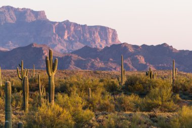 saguaro kaktüsü