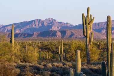 saguaro kaktüsü