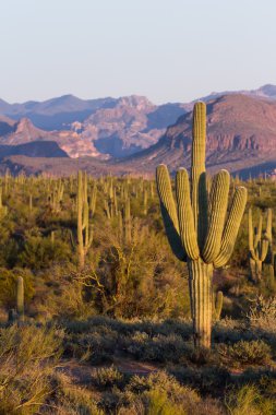 saguaro kaktüsü