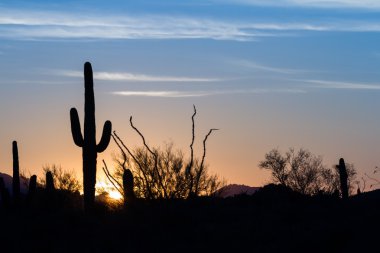 Saguaro kaktüs günbatımı