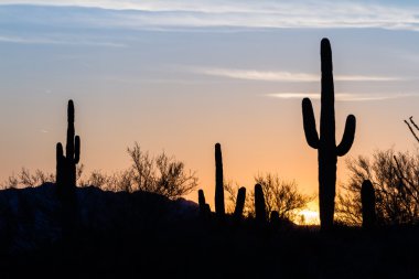 Saguaro kaktüs günbatımı