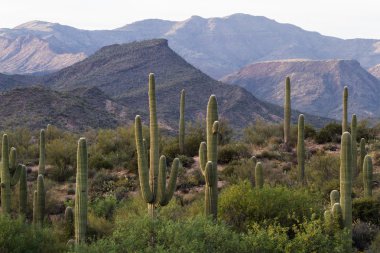 saguaro kaktüsü 