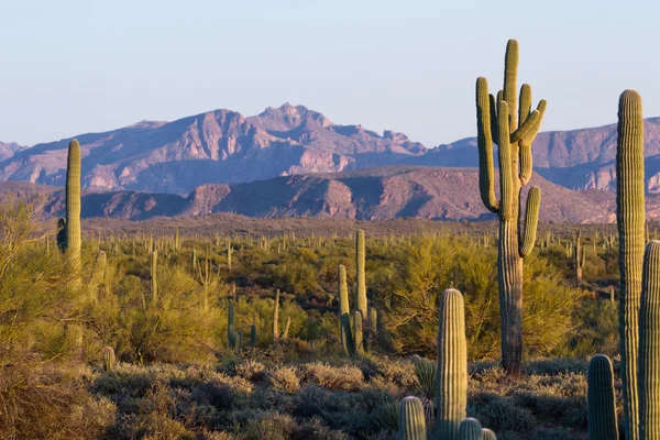 Cactus saguaro — Foto Stock