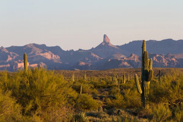 Saguaro Kaktus — Zdjęcie stockowe