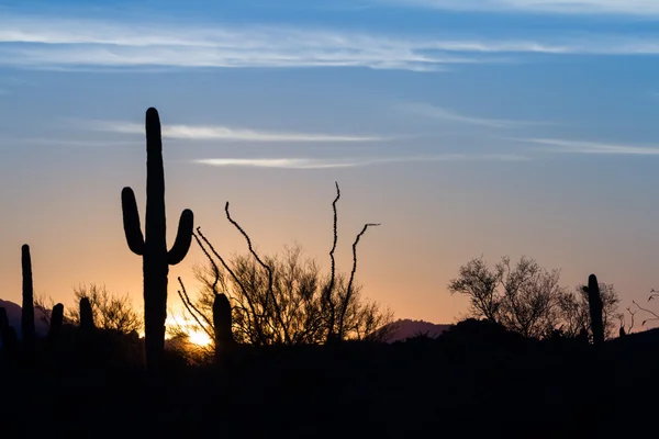 Pôr-do-sol saguaro cactus — Fotografia de Stock