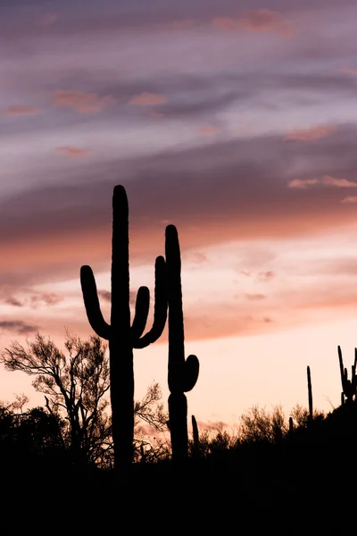 Cacto de saguaro — Fotografia de Stock