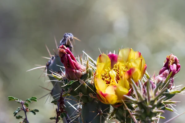 Bloeiende woestijn cactus — Stockfoto