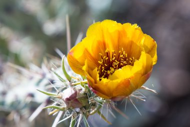 Çöl kaktüs çiçek açan