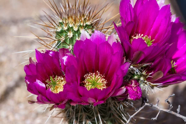 Cactus del desierto floreciente — Foto de Stock