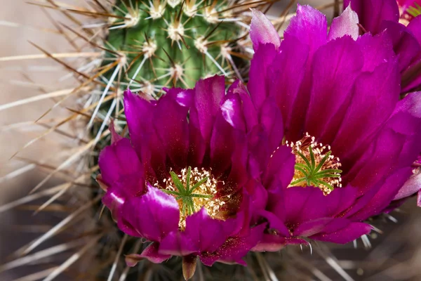 Floração cacto deserto — Fotografia de Stock