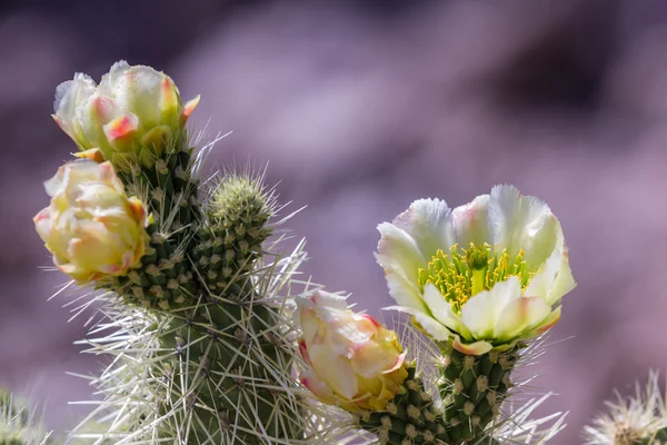 Blooming desert cactus — Stock Photo, Image