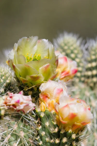 Cactus del desierto floreciente — Foto de Stock