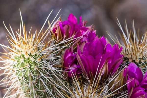 Blooming desert cactus — Stock Photo, Image