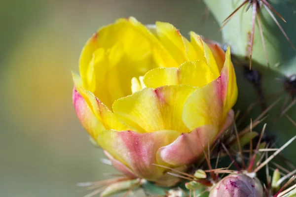 Cactus del desierto floreciente — Foto de Stock