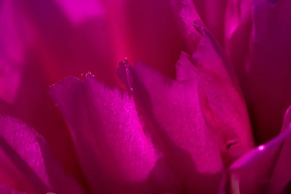 砂漠のサボテンの開花 — ストック写真