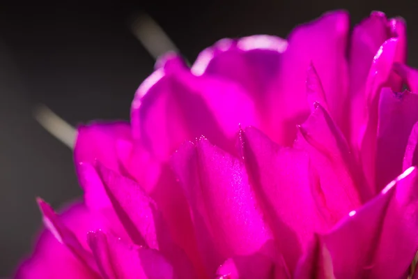 Blooming desert cactus — Stock Photo, Image