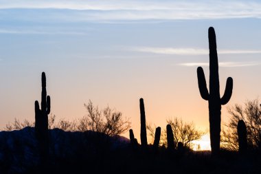 Saguaro kaktüs günbatımı