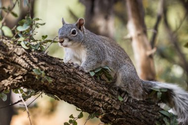 gümüş - gri sincap 