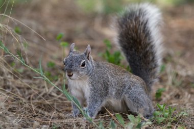 gümüş - gri sincap 