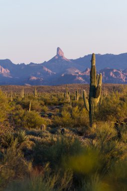 saguaro kaktüsü