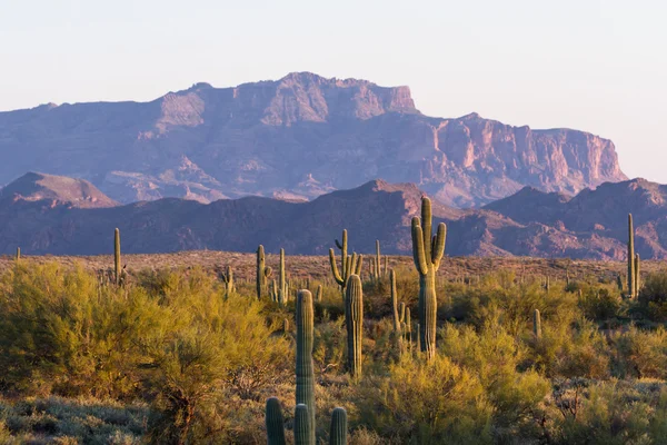 Κάκτος saguaro — Φωτογραφία Αρχείου