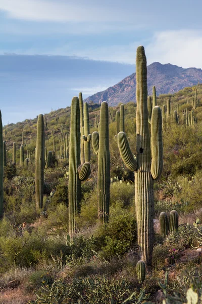 Cacto de saguaro — Fotografia de Stock