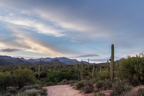 Saguaro 선인장 — 스톡 사진